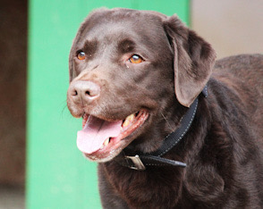 Ronja – dringend Labradorbändiger (m/w/d) gesucht