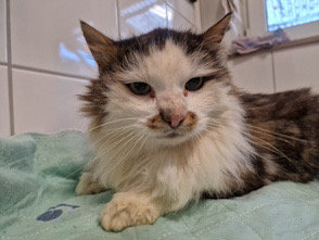 Rosanna – gefunden