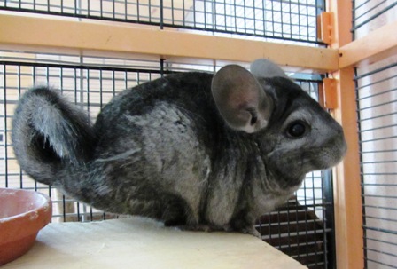 Chinchilla „Klara“ hat neues Domizil