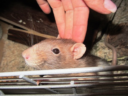 Armer Rattenbub „Freddy“ ist auf eine Pflegestelle gezogen :-)
