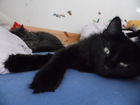 Post von Kater Alex