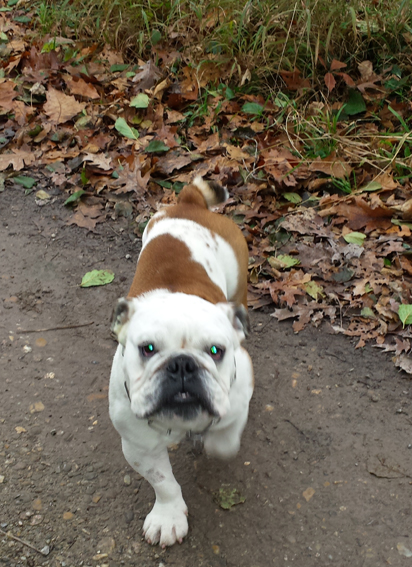 Neues von Raoul!