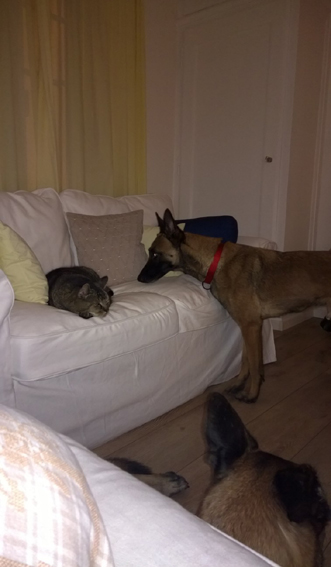 Lola im neuen Zuhause