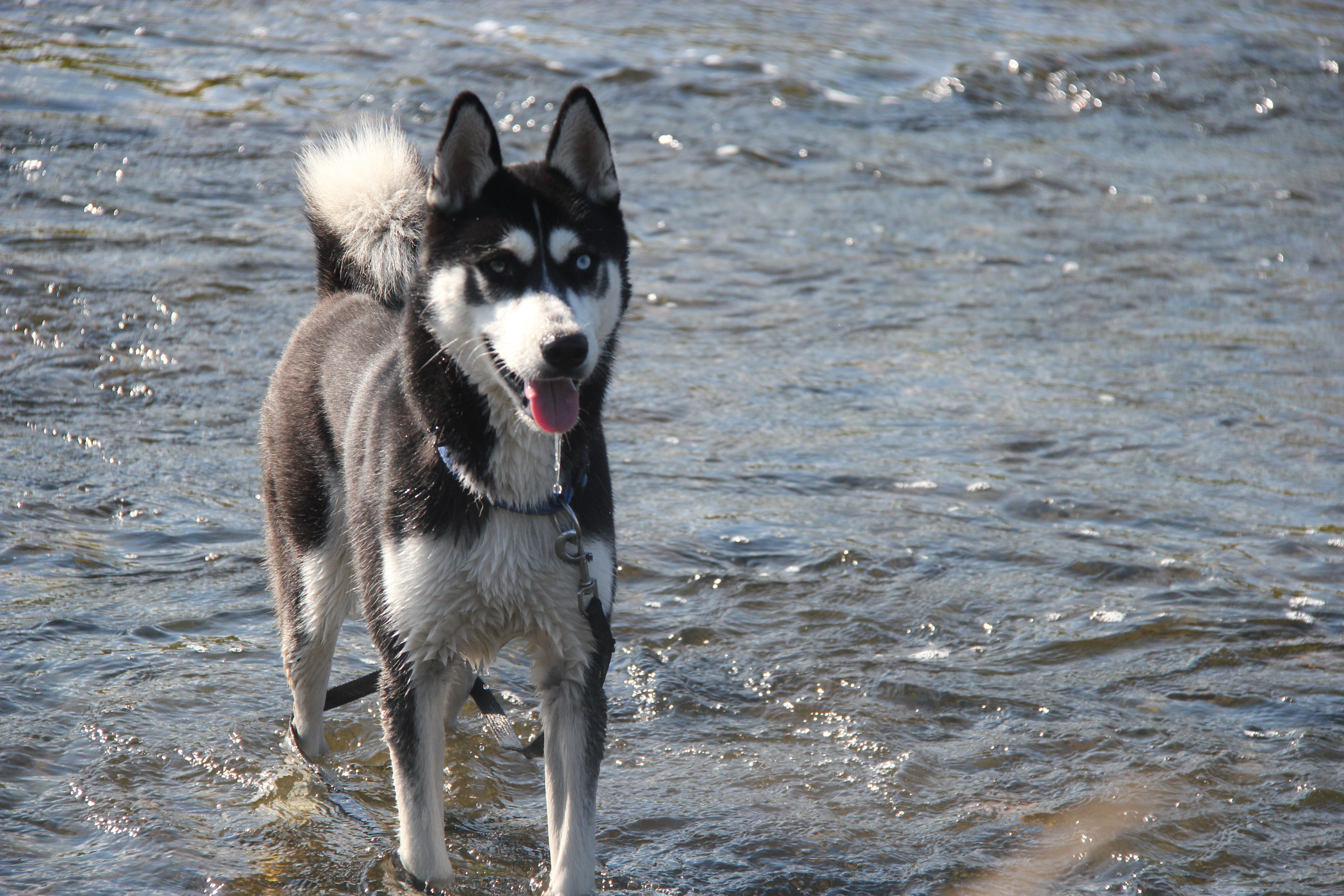 tierheim emmendingen hunde