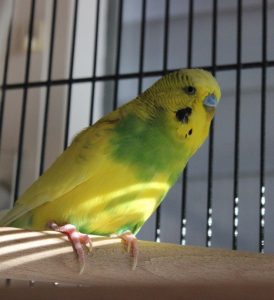 Vogel
