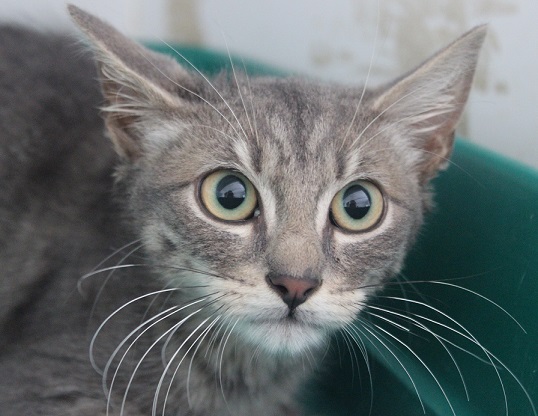 Pascha, Timon, Rumbaa – gefunden
