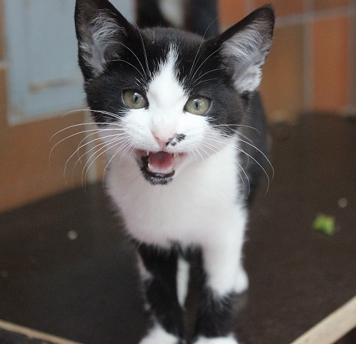 Katzenjugend sucht Zuhause