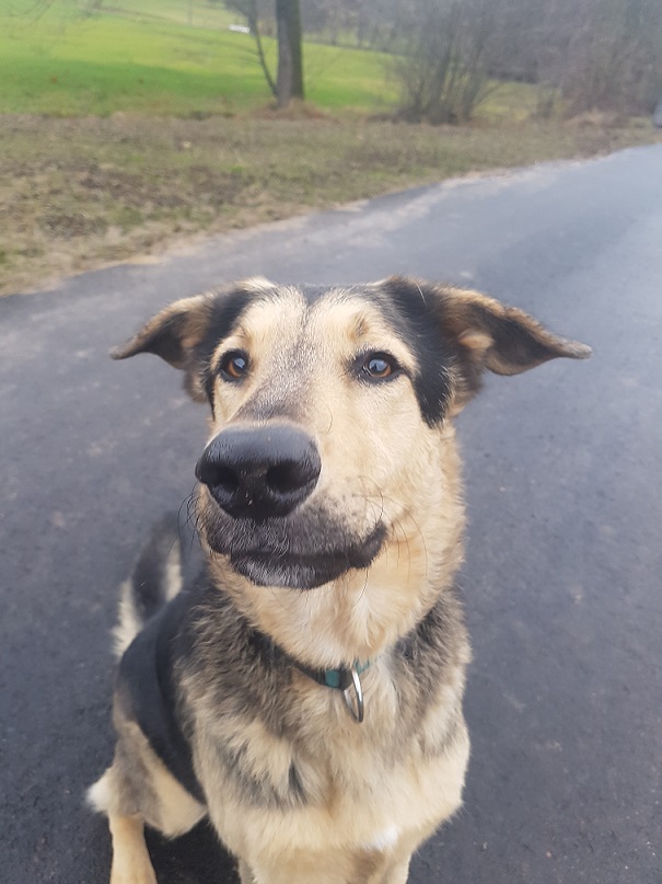 Theo hat das Tierheim ausgelassen!