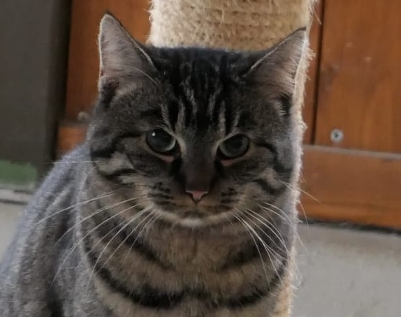 Nala – Hippie in Gefangenschaft