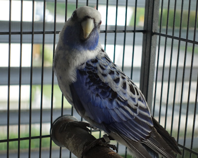Apollo und Bonny – Pennantsittiche