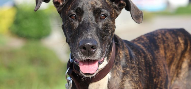 Wir suchen Dich – Tierpflege in Vollzeit