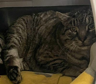 Brigitte – gefunden