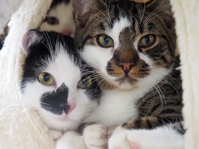 Ranger, Rohan & Raven – junge Wilde mit großem Entwicklungspotenzial