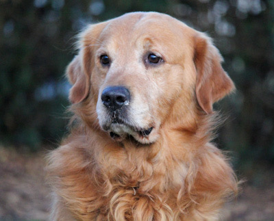 Ben – Manchmal verliert man nicht den Mut. Nur kurz den Boden unter den Pfoten.