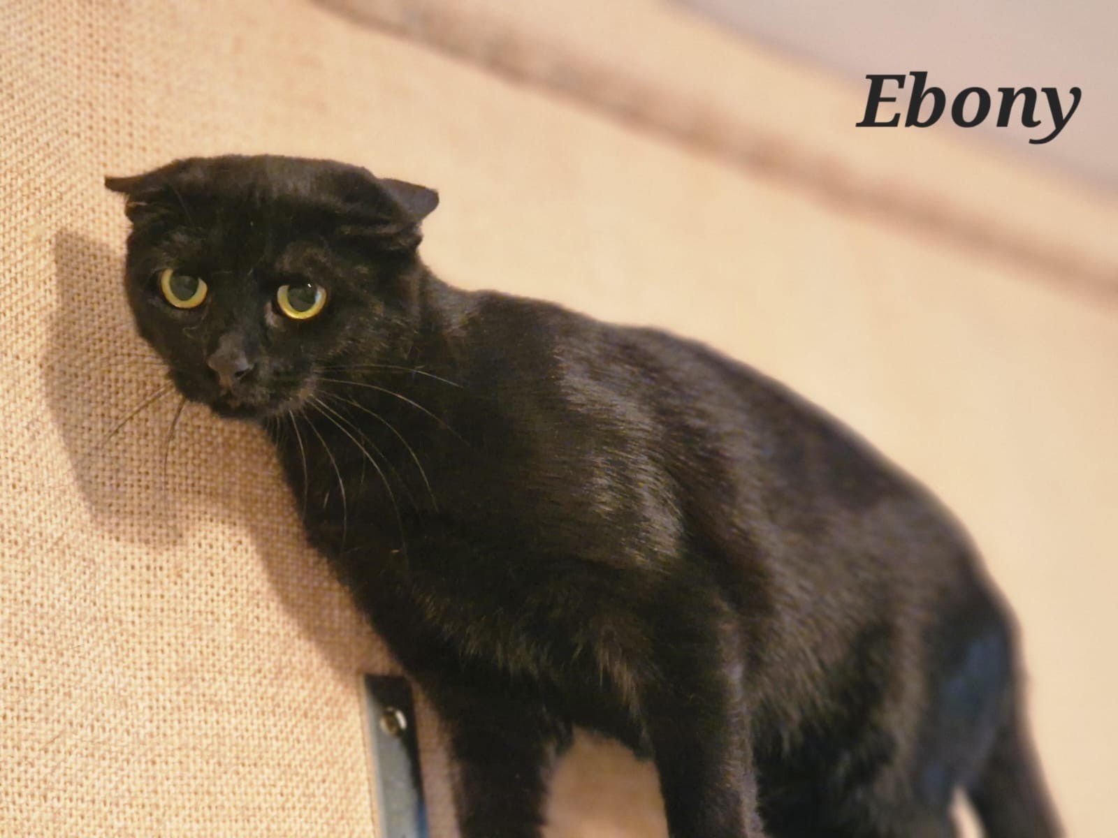 Ebony, – Freiheit soll ihr Zuhause werden – RESERVIERT – Tierheim Emmendingen