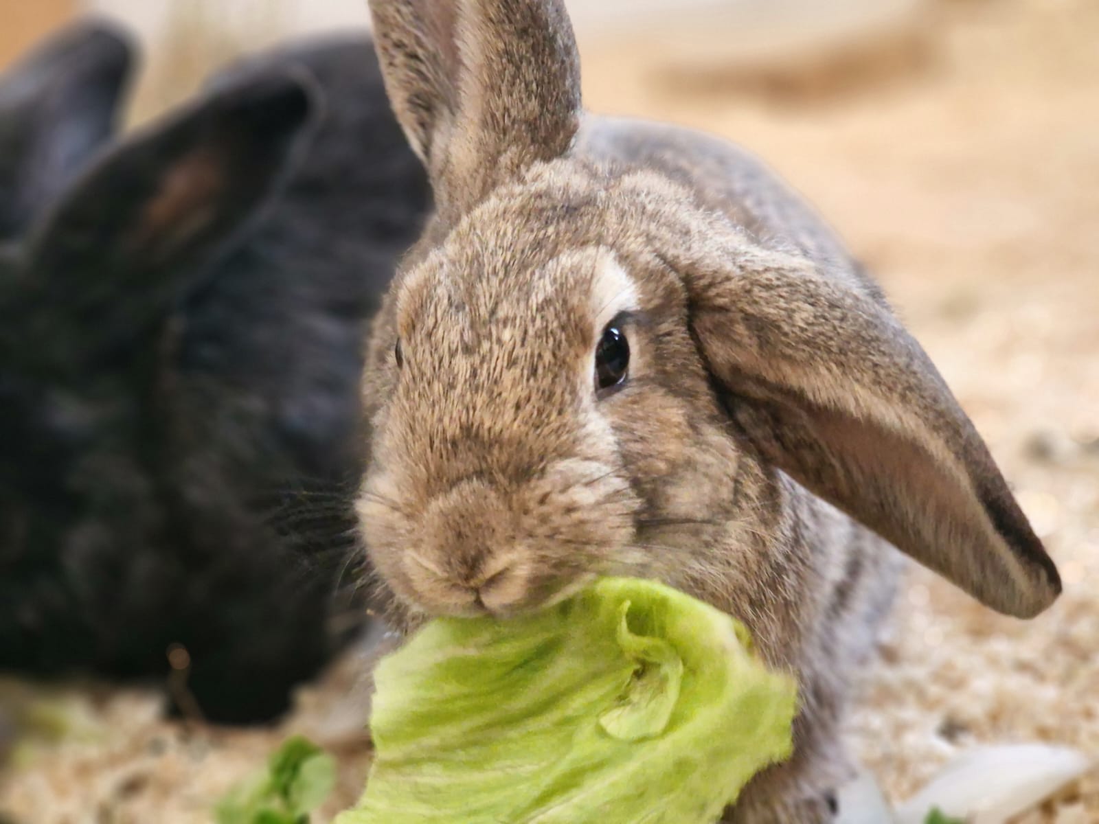 Pepe, – erst mal schauen – Tierheim Emmendingen